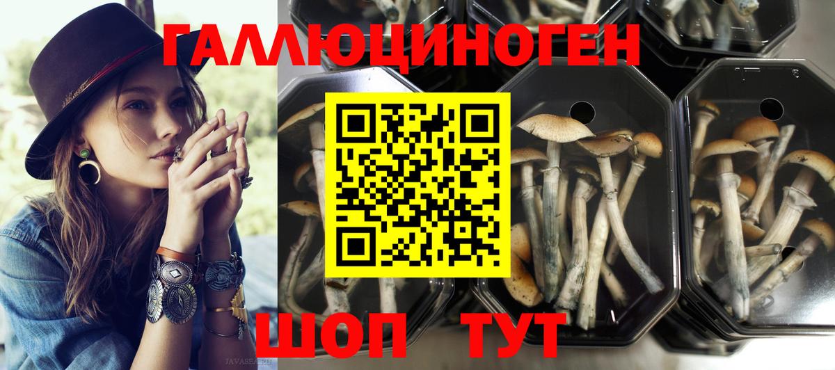 Орёл  Галлюциногенные грибы GOLDEN TEACHER  Вход с VPN 